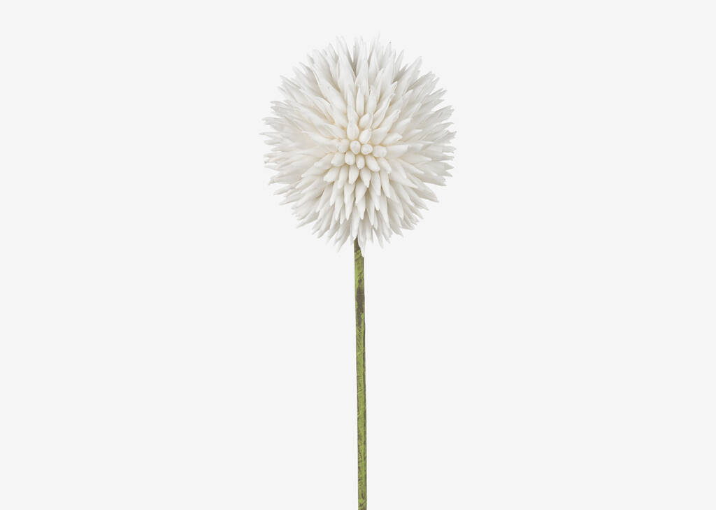 Katniss Allium Stem
