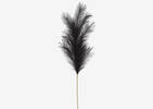 Willemina Pampas Stem Black