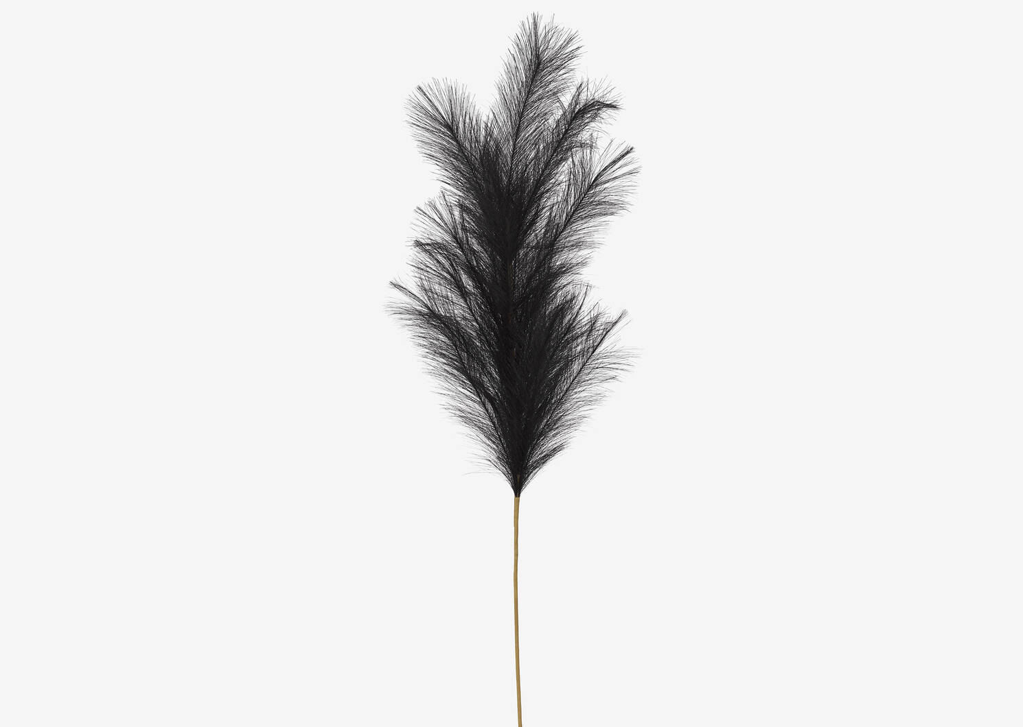 Willemina Pampas Stem Black