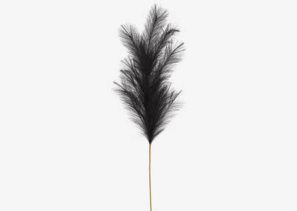 Willemina Pampas Stem Black
