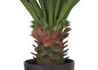 Brae Yucca Plant Potted Large