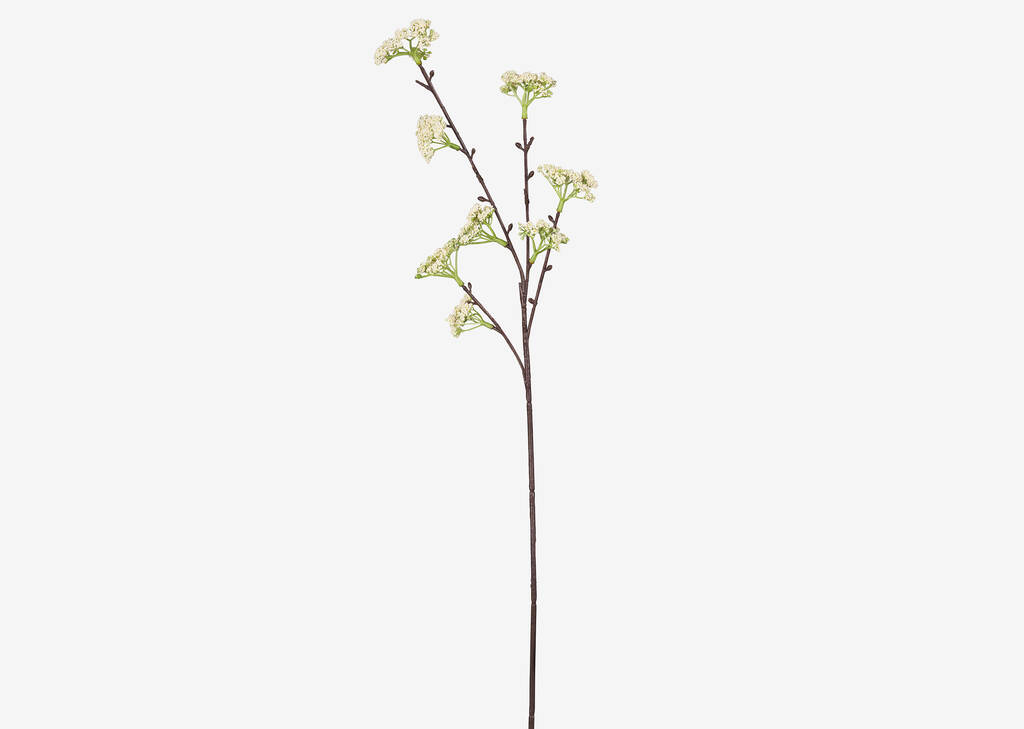 Tige de sedum Eres champ