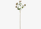 Hilda Hypericum Spray Branch
