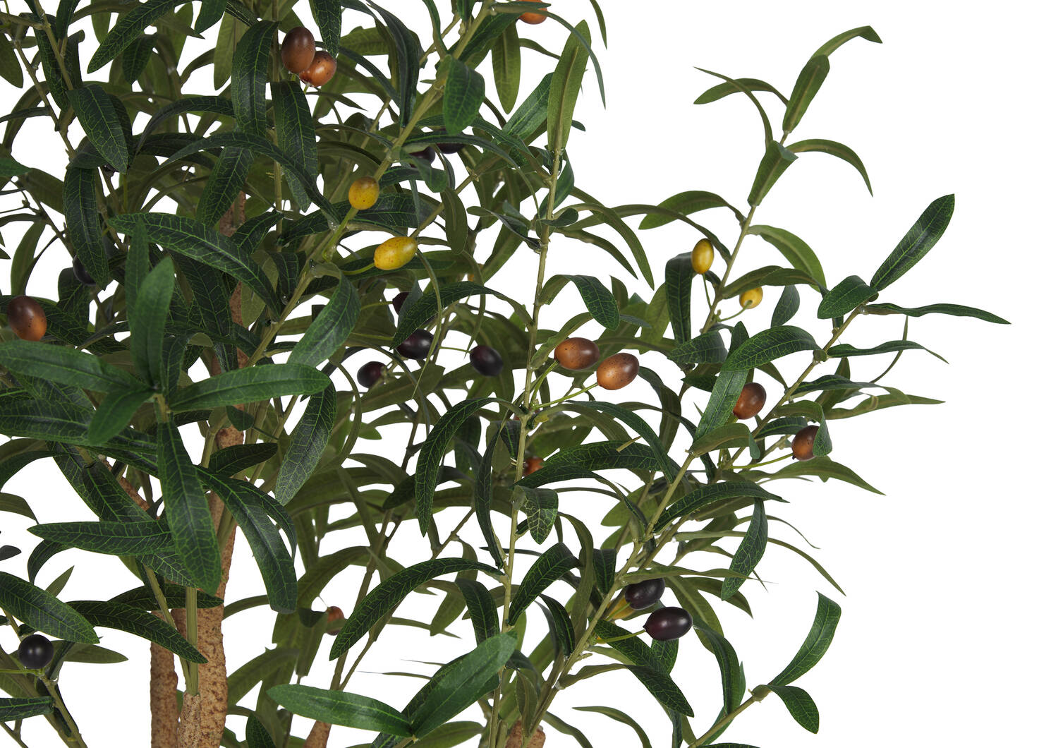 Grand olivier en pot Tristin