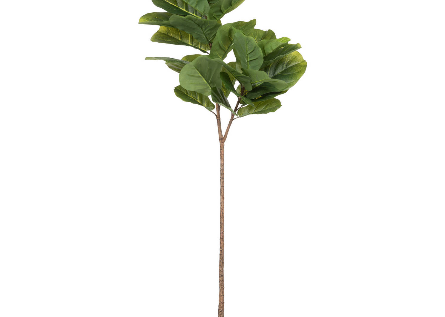 Joss Fiddle Leaf Tree Potted Large