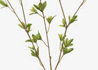 Creek Spring Leaf Branch