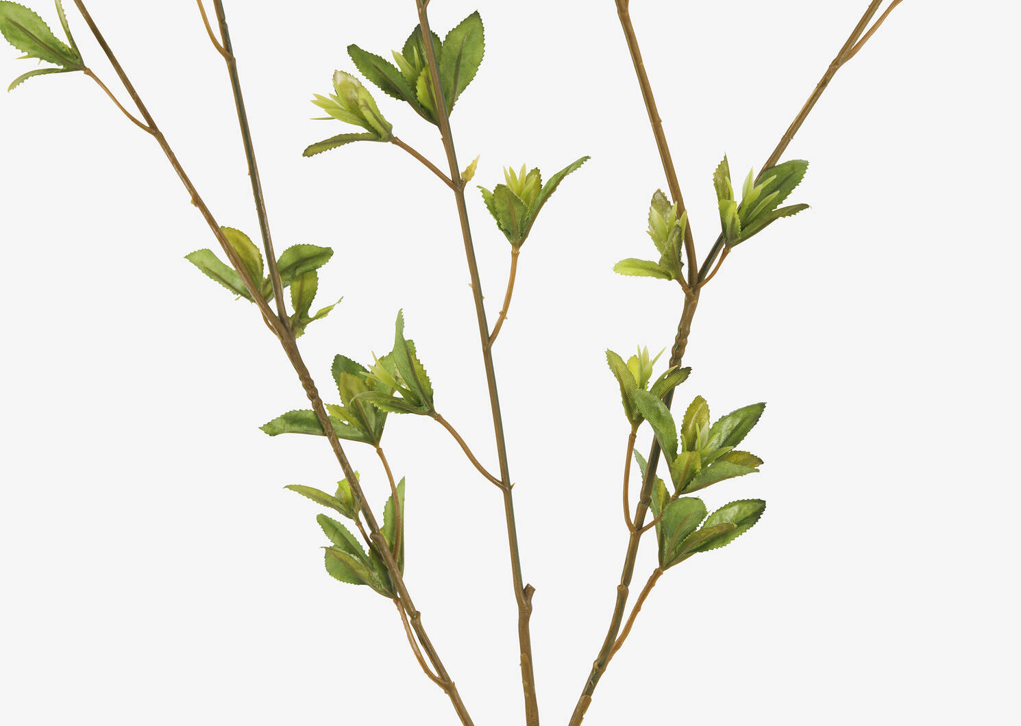 Creek Spring Leaf Branch