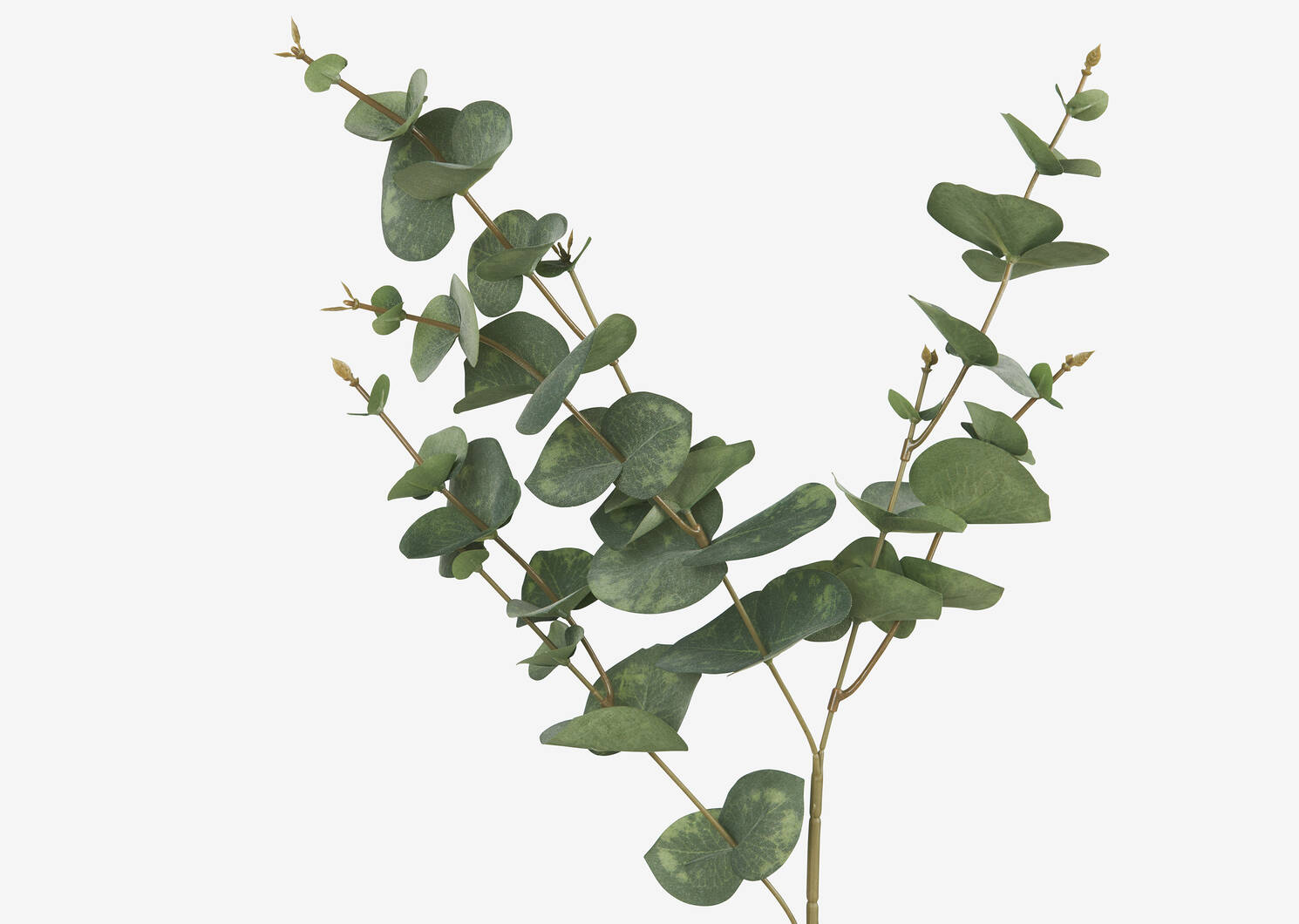 Gibb Eucalyptus Stem