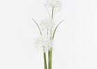 Edie Dandelion Bunch White
