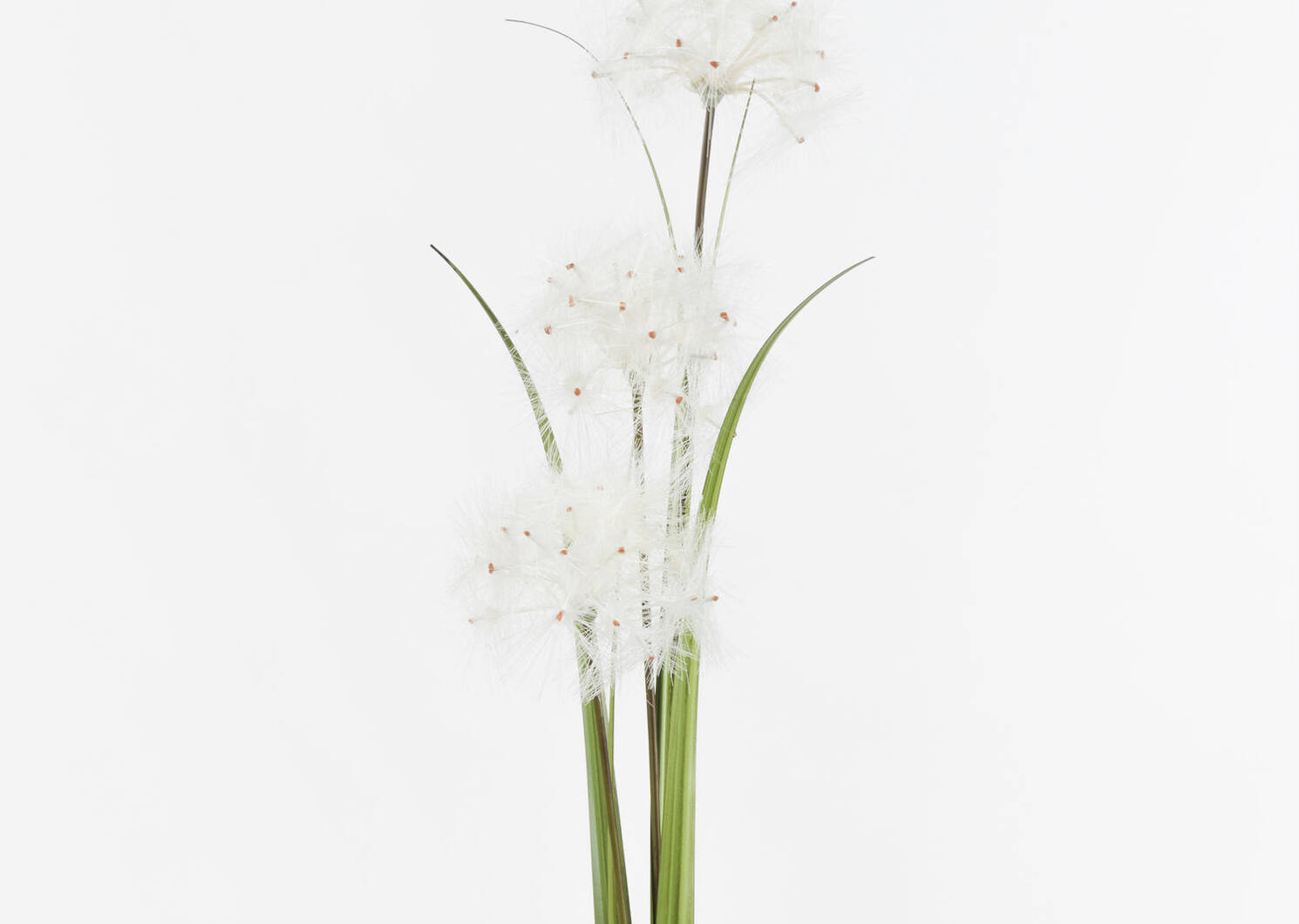 Edie Dandelion Bunch White