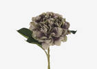 Luz Hydrangea Clover