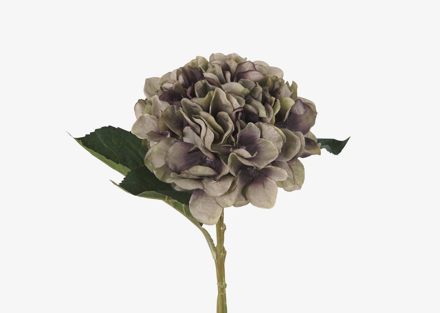 Luz Hydrangea Clover