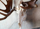 Moose Skull Wall Decor