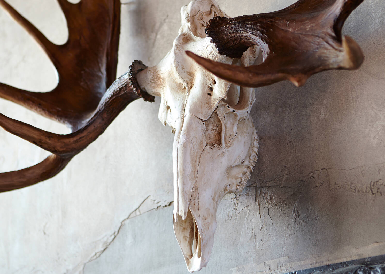 Moose Skull Wall Decor