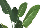 Kani Travelers Palm Potted X-Large