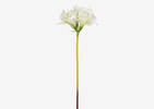 Emile Amaryllis Stem White