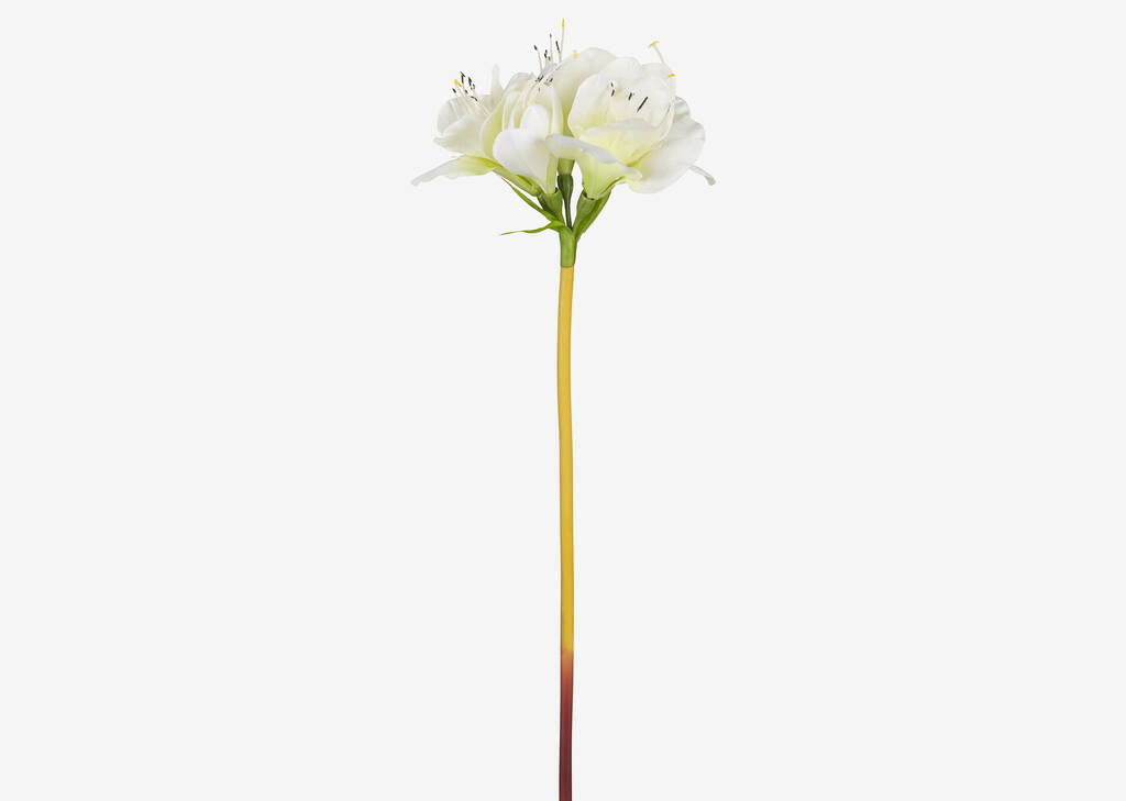 Emile Amaryllis Stem White