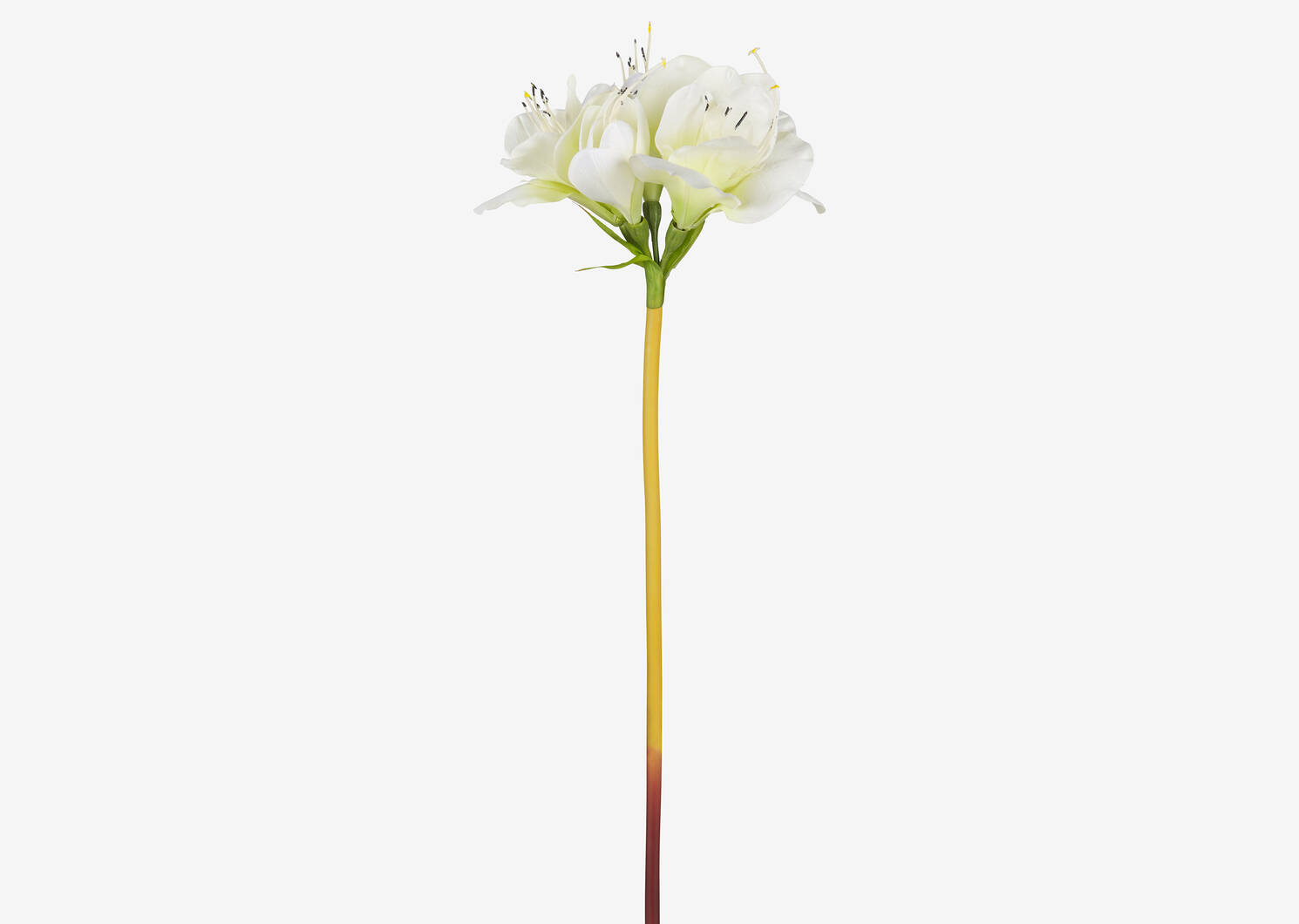 Emile Amaryllis Stem White