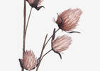 Osha Bud Branch Petal