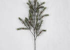 Oaklyn Pine Branch