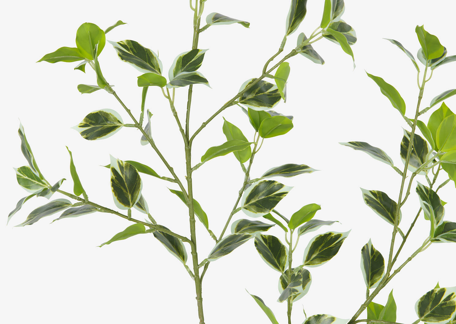 Tegan Variegated Ficus Branch