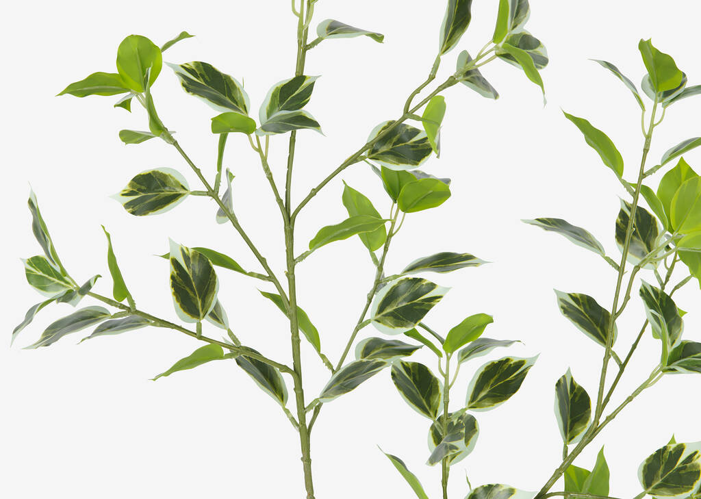 Tegan Variegated Ficus Branch