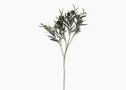 Odelia Olive Branch