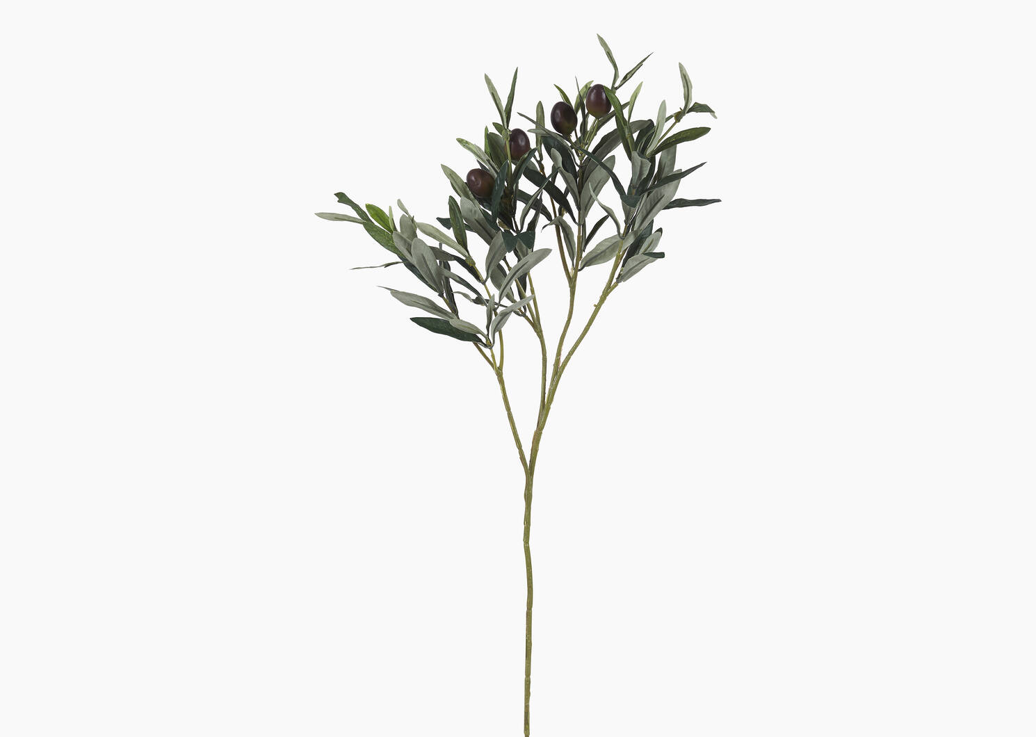 Branche d'olivier Odelia