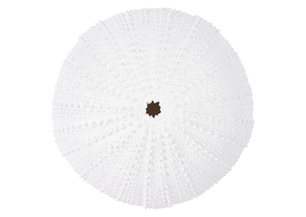 Grande d&eacute;co murale oursin Ulrich