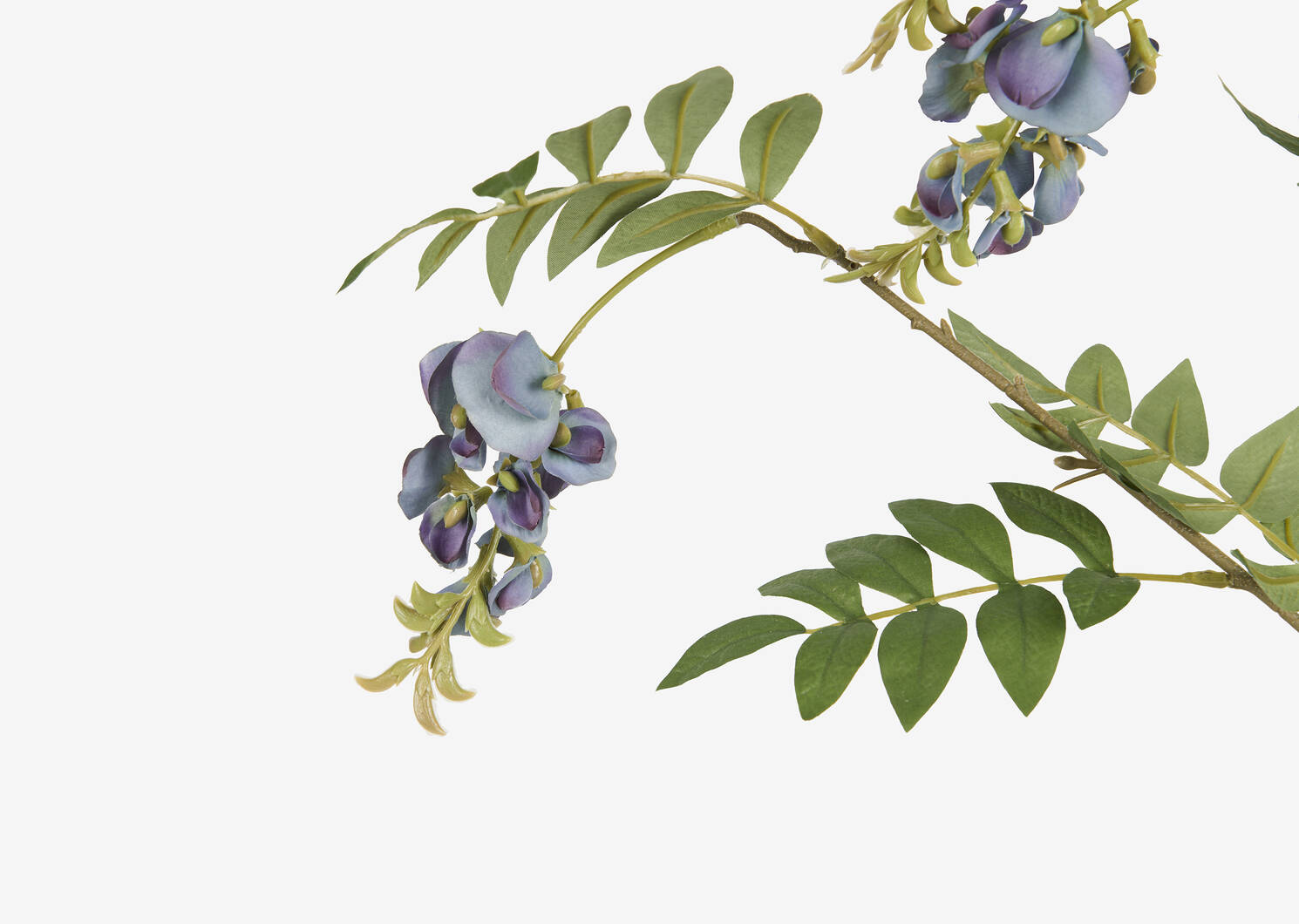 Branche de glycines Byer bleu mer