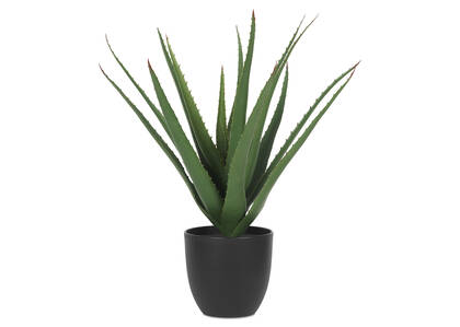 Valli Aloe Plant Potted