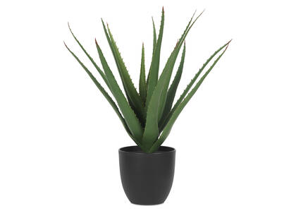 Aloès en pot Valli