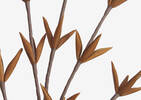 Branche Dasha caramel