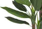 Kana Bird of Paradise Potted