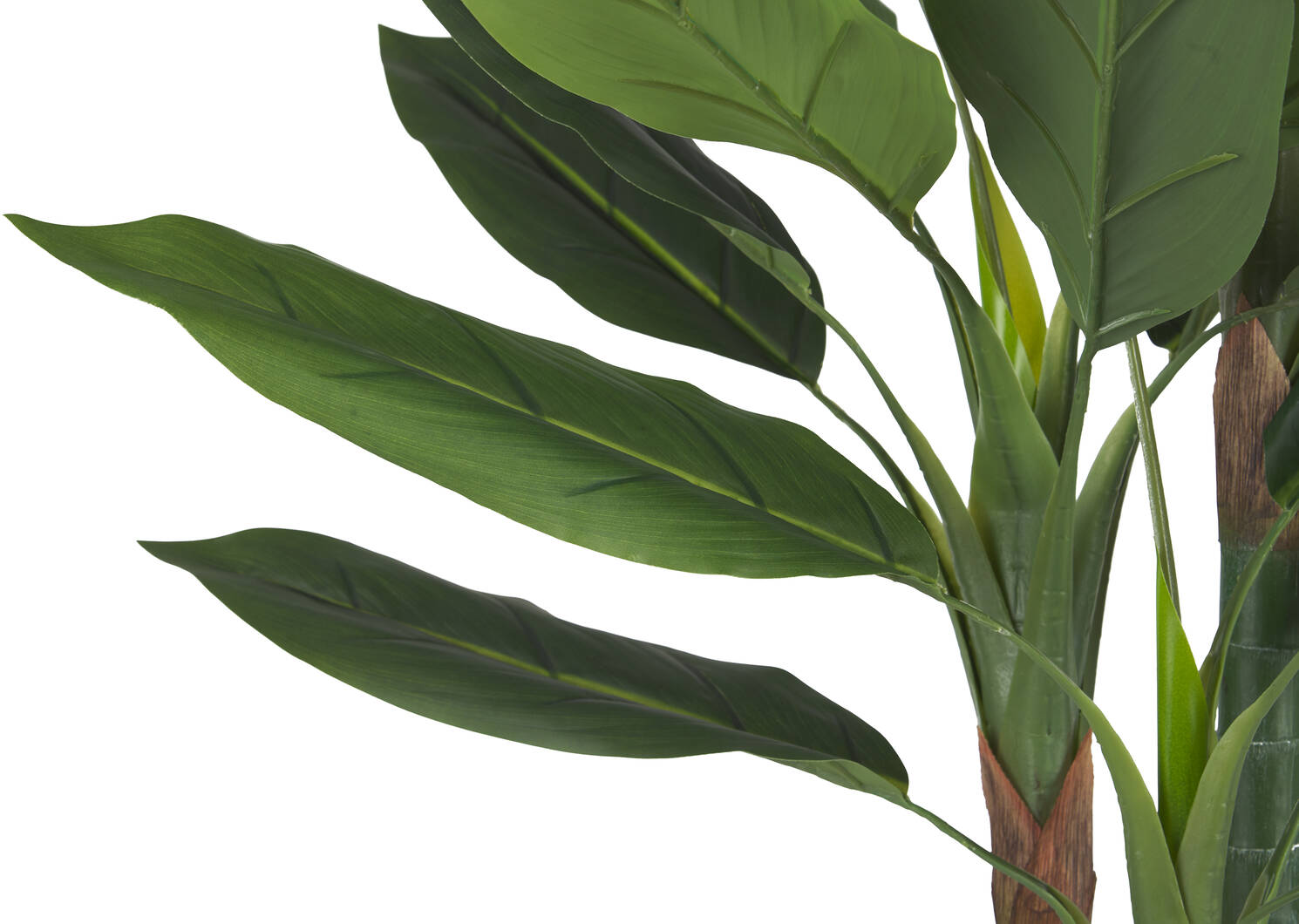 Kana Bird of Paradise Potted