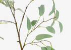 Branche de caesia Eucalyptus