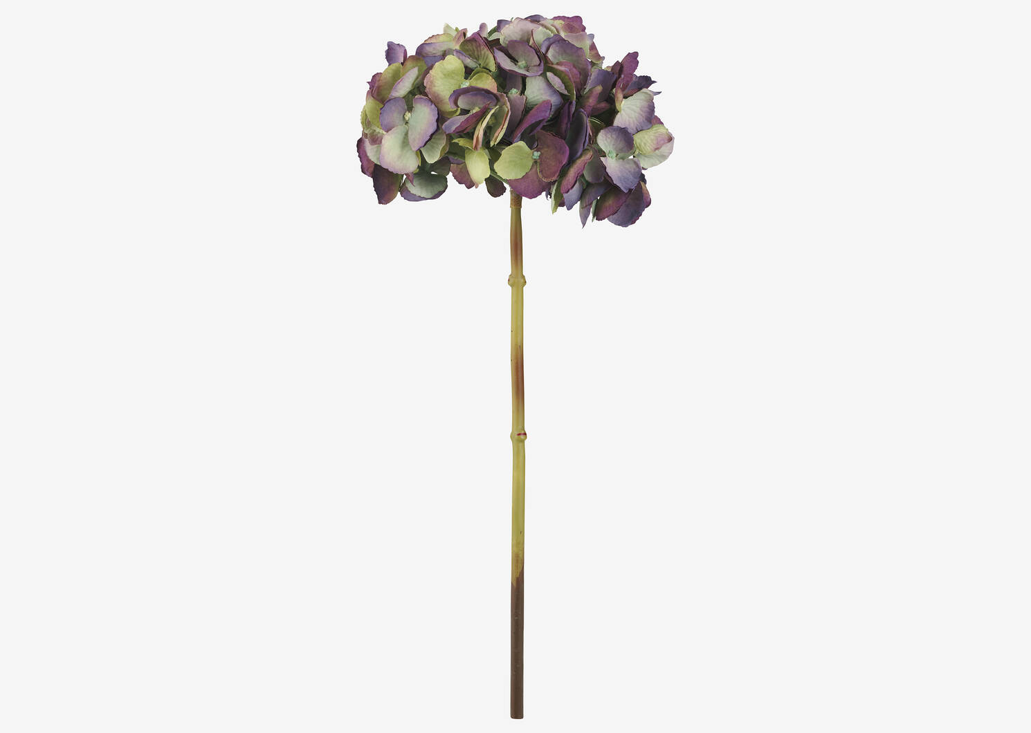 Gretel Hydrangea Stem Purple