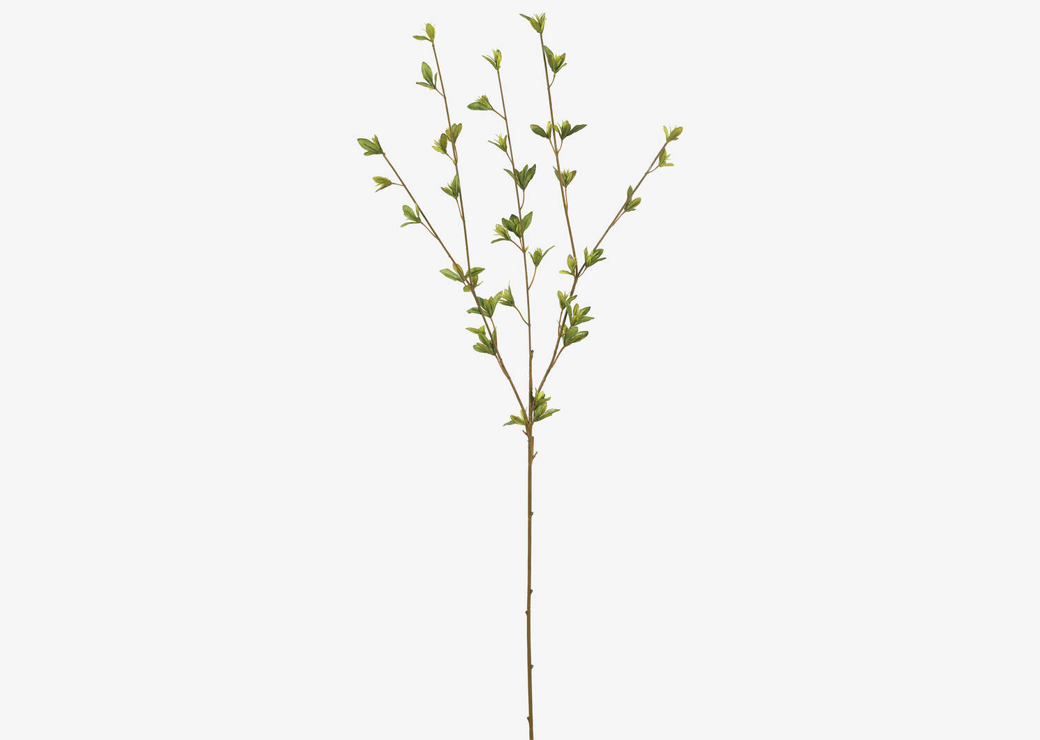 Creek Spring Leaf Branch
