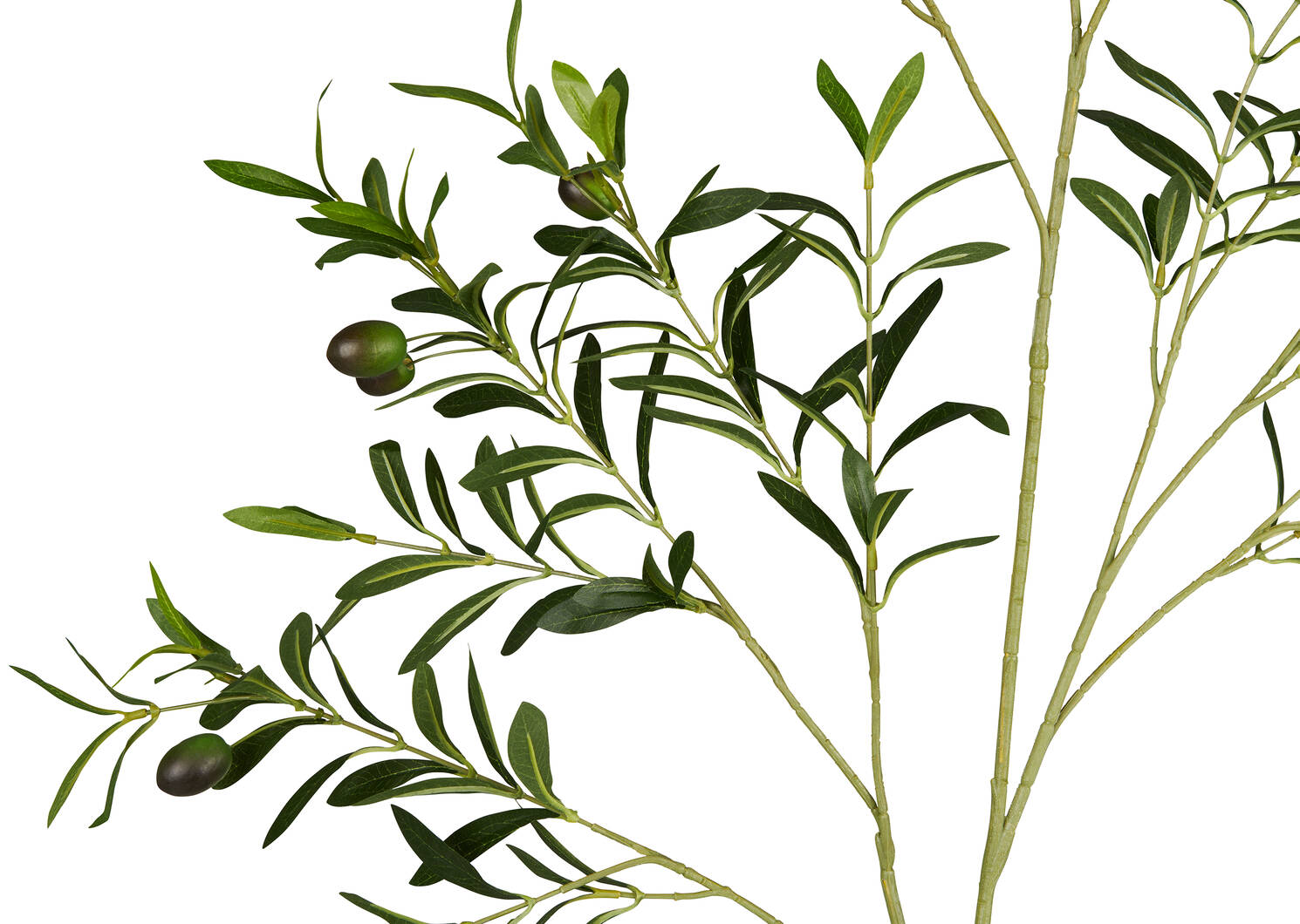 Branche d'olivier Fen