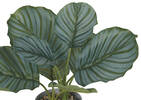 Calathea Plant Potted