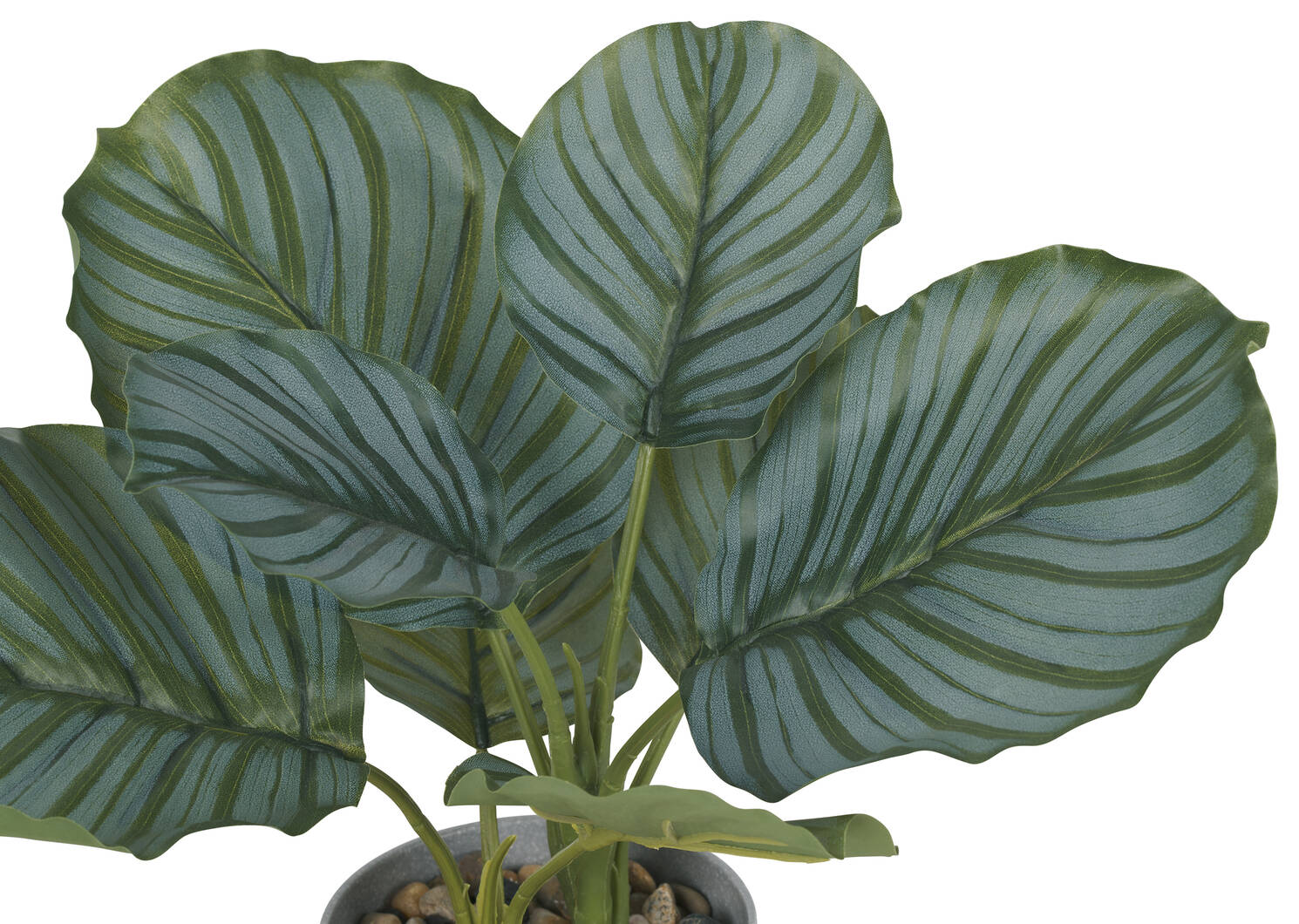 Calathea Plant Potted