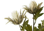 Thorne Teasel Branch Ivory