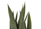 Sansevieria en pot Fynn