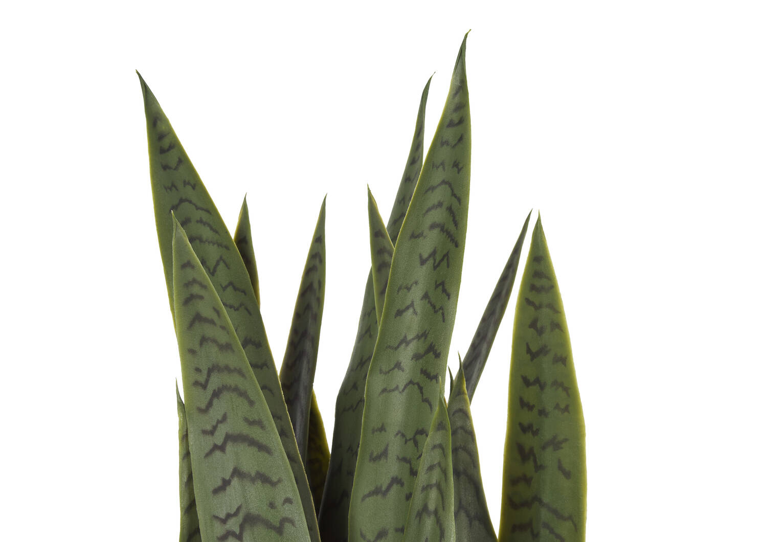 Sansevieria en pot Fynn