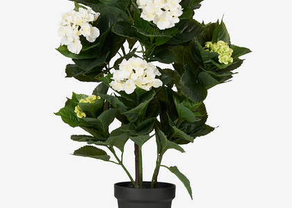 Shae Hydrangea Potted Plant