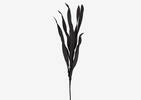 Mamie Grass Stem Black