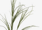 Tevin Grass Branch