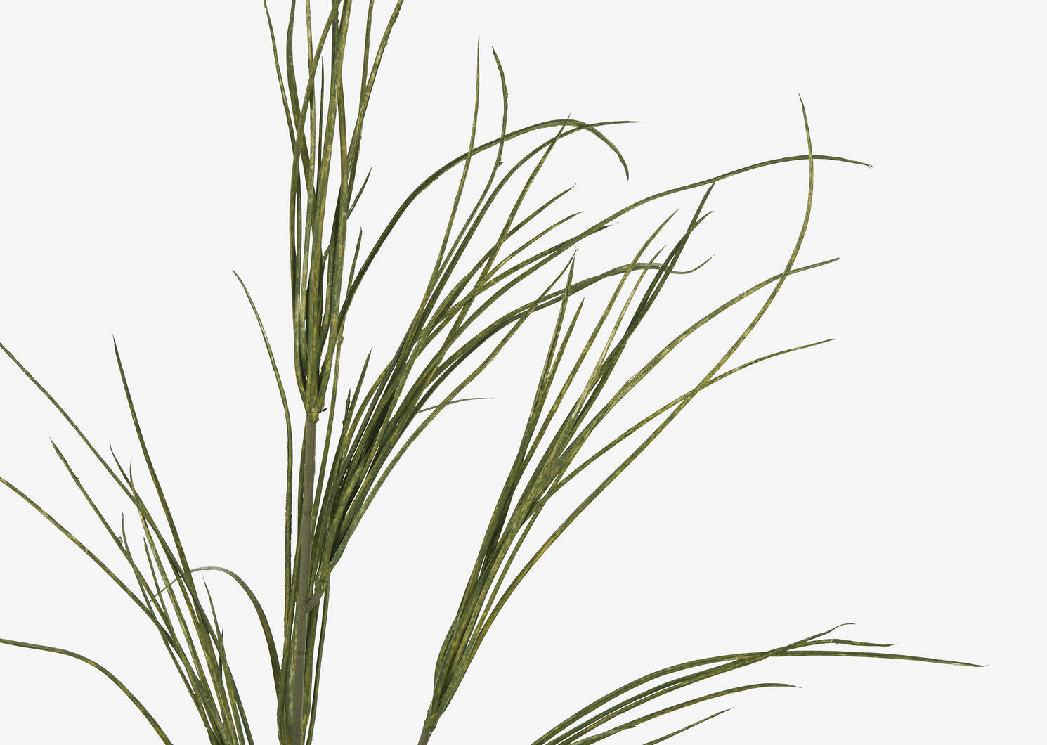 Tevin Grass Branch