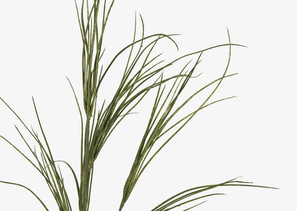 Tevin Grass Branch