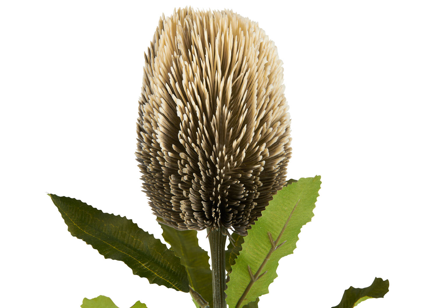 Tige de banksia Jocie sable